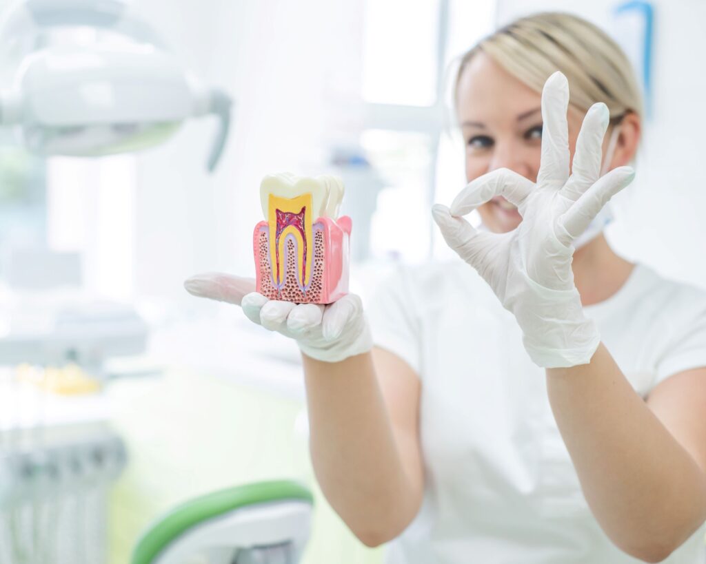 Dentist holding cutaway model tooth in one hand and making OK sign with the other